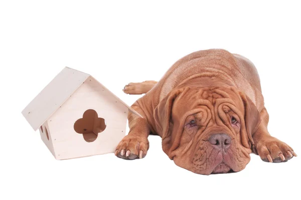 Dog with a starling house — Stock Photo, Image