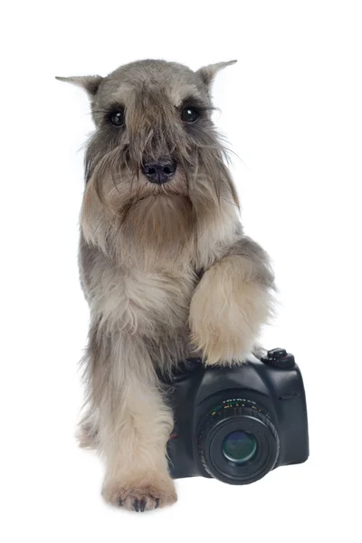 Hund fotograf — Stockfoto
