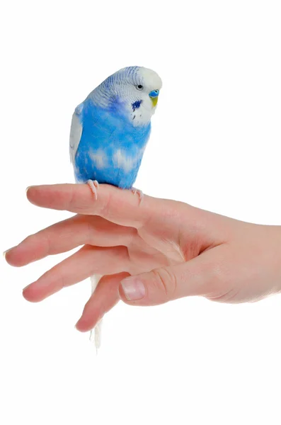 Papegoja till hands — Stockfoto