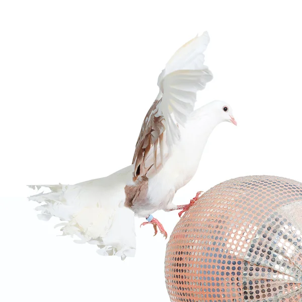 비둘기 걷기-세계 개념 — 스톡 사진