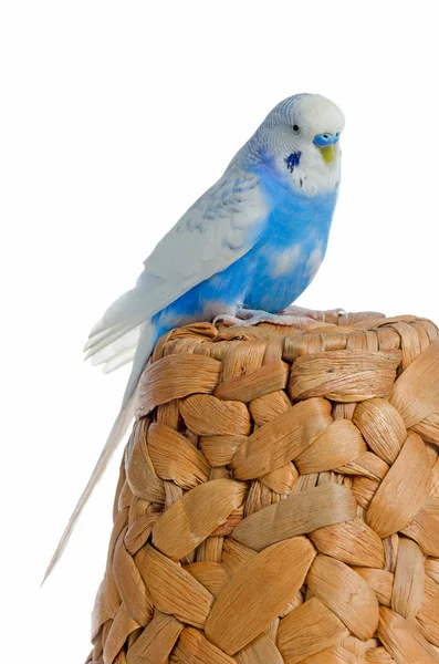 Blå papegoja — Stockfoto