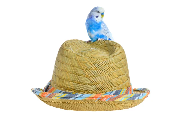 Papagei auf Strohhut — Stockfoto