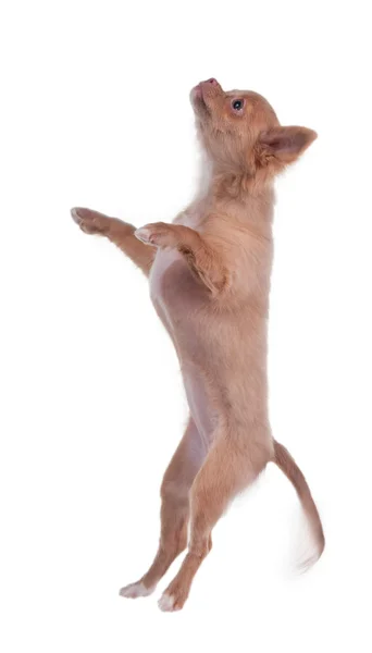 Chihuahua cachorro pulando — Fotografia de Stock