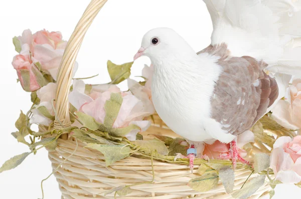 Dove on a basket — Stock Photo, Image