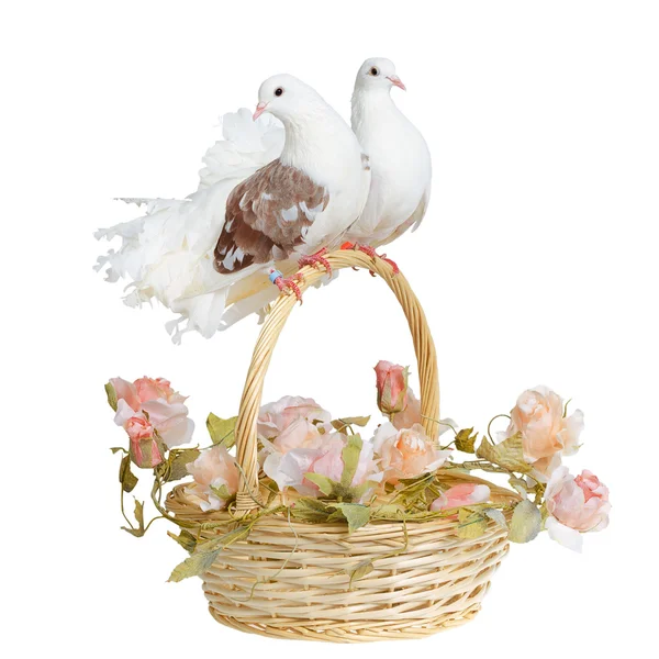 Doves on a basket handle — Stock Photo, Image