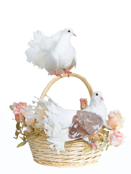 stock image Doves on a basket