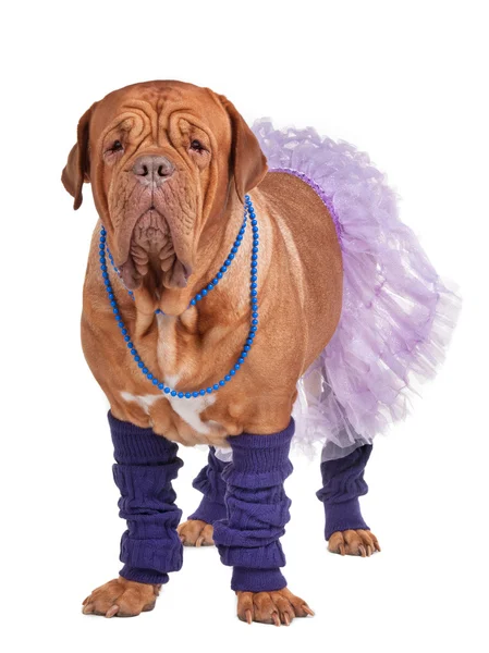Cão com saia e aquecedores de pernas — Fotografia de Stock