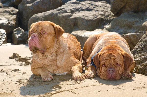 Perros tomando el sol — Foto de Stock