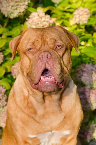 Dogue De Bordeaux portrait — Stock Photo, Image