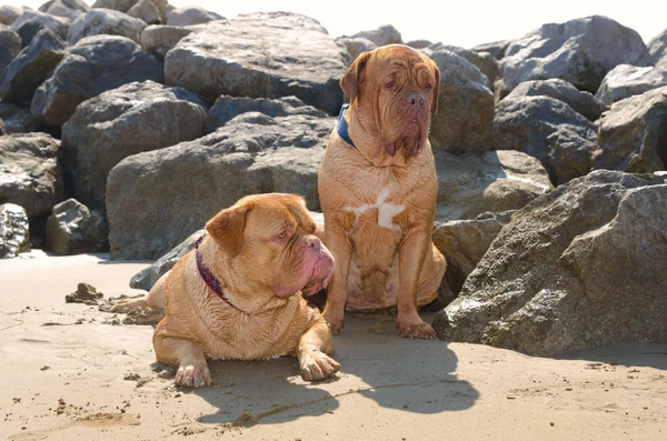 Honden op het strand — Stockfoto
