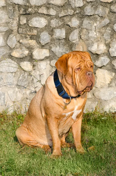 Dogue de Bordeaux Retrato —  Fotos de Stock