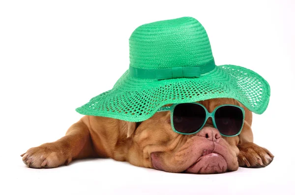 Funny dog with hat and glasses — Stock Photo, Image