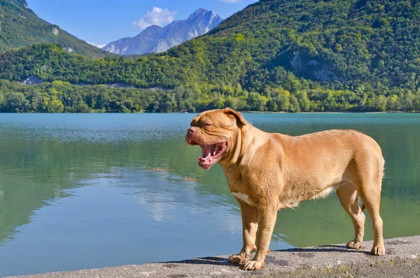 Yawning dog at the mountain lake — Stock Photo, Image