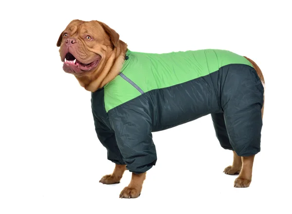 Hund kledd i grønn regnfrakk – stockfoto