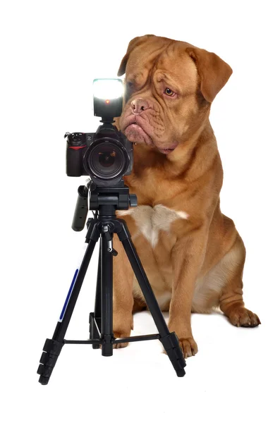 Hond gekleed met groene regenjasfotograaf hond met camera — Stockfoto