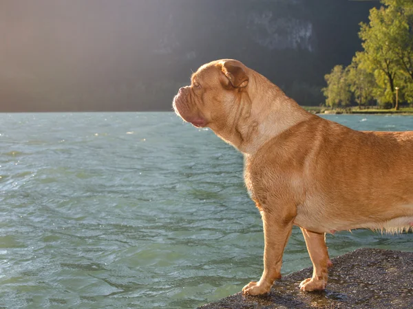 Собака у озера — стоковое фото