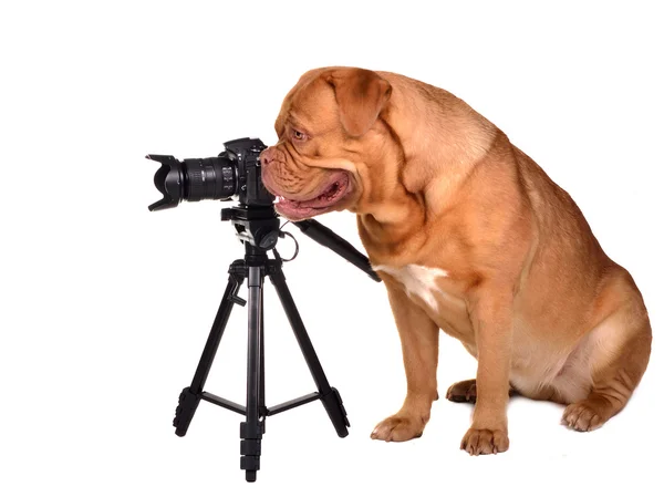 Fotograf psa z aparatem — Zdjęcie stockowe