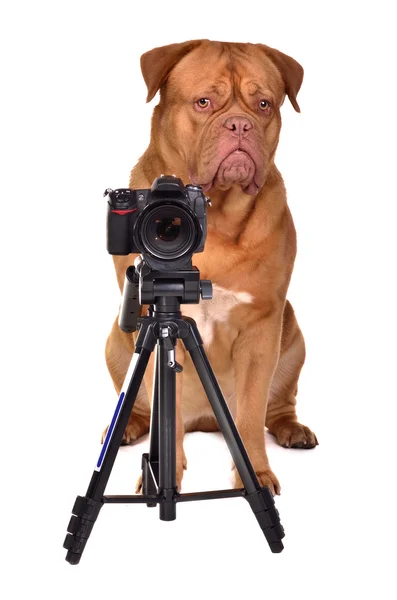 Dogue De Bordeaux photographer with camera — Stock Photo, Image
