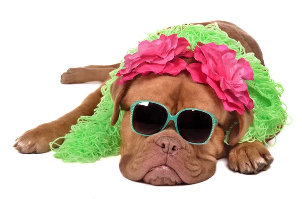 Dame hond dragen bril en boa — Stockfoto