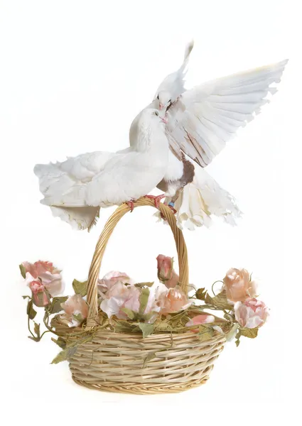 Корзина со свадебными цветами и голубями — стоковое фото