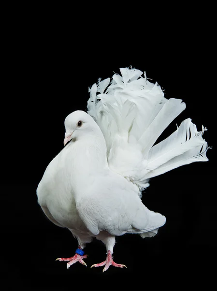 아름 다운 흰 장식 비둘기 — 스톡 사진
