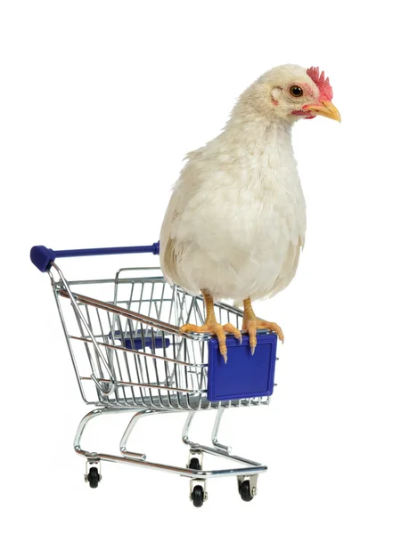 Chicken sits on shopping cart — Stock Photo, Image