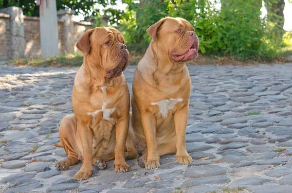 Dwa psy na ulicy — Zdjęcie stockowe
