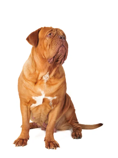 Dogue De Bordeaux sentado — Foto de Stock
