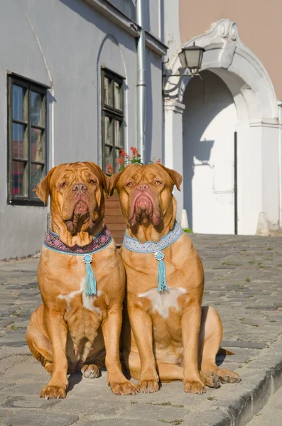 Cani su un marciapiede — Foto Stock