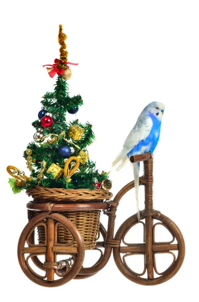 Budgerigar llevando árbol de año nuevo en el triciclo —  Fotos de Stock