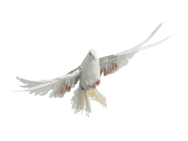 비둘기 공작 품종의 비행 조류 — 스톡 사진