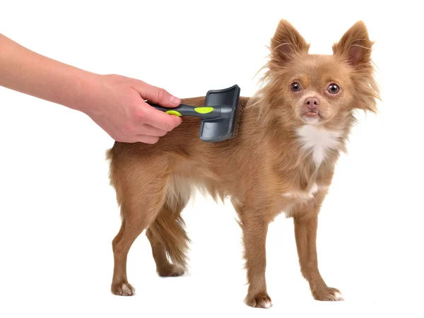 Chihuahua cachorro é penteado com uma escova — Fotografia de Stock
