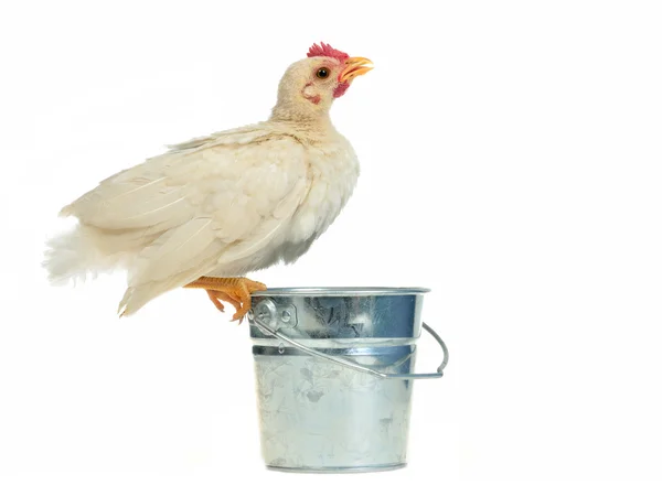 Chicken drinking from the bucket — Stock Photo, Image