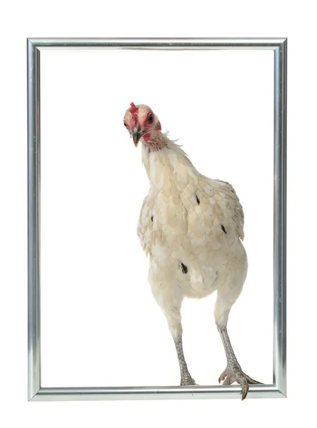 White chicken with silver frame — Stock Photo, Image