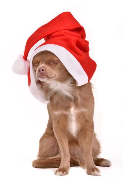 산타 모자를 쓰고 꿈꾸는 크리스마스 개 — 스톡 사진