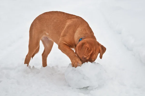 Juguetón cachorro en nieve — Foto de Stock