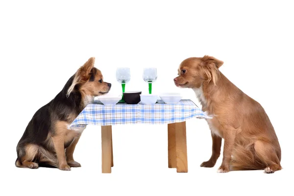 Two chihuahua dogs at the table — Stock Photo, Image
