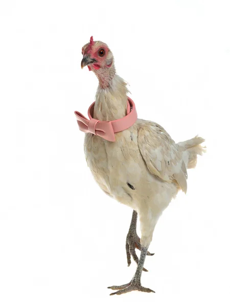 Glamorous chicken with pink bow tie walking — Stock Photo, Image