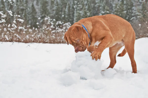 Filhote de cachorro brincando com bola de neve — Fotografia de Stock