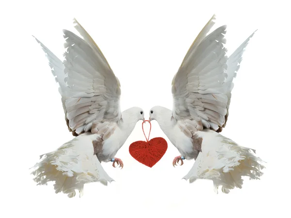Two white doves holding red heart with their beaks — Stock Photo, Image