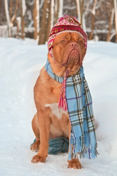 Perro usando ropa de invierno — Foto de Stock