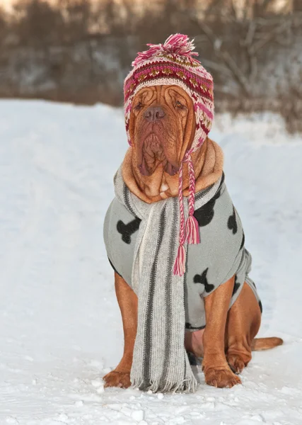 Cão vestido com chapéu, cachecol e suéter — Fotografia de Stock
