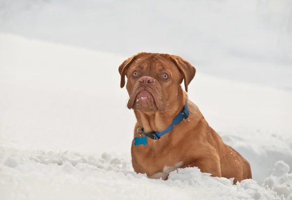 Sevimli köpek karda oturur — Stok fotoğraf