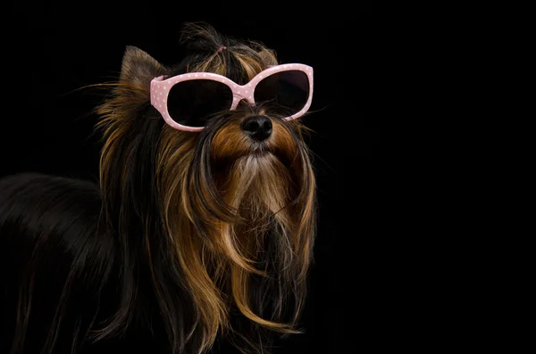 Yorkie mit rosa sonnenbrille — Stockfoto