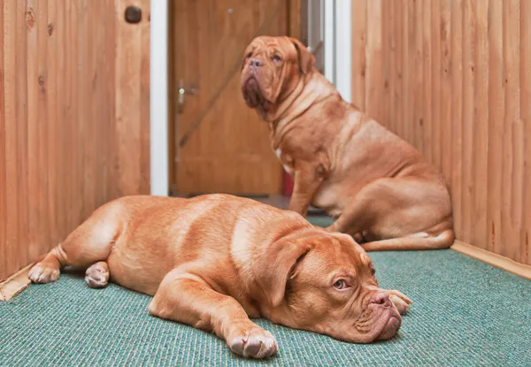 ドアの前に 2 つのガード犬 — ストック写真