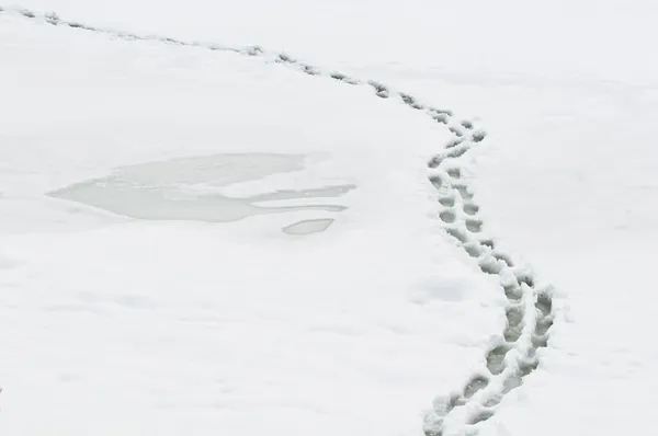 Χειμώνα διαδρομή με ανθρώπινη βήματα — Φωτογραφία Αρχείου