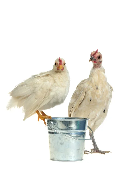 Mother and baby - chicken family — Stock Photo, Image