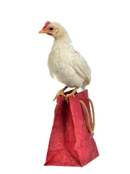 Küçük tavuk alışveriş çantası üzerinde oturan — Stok fotoğraf