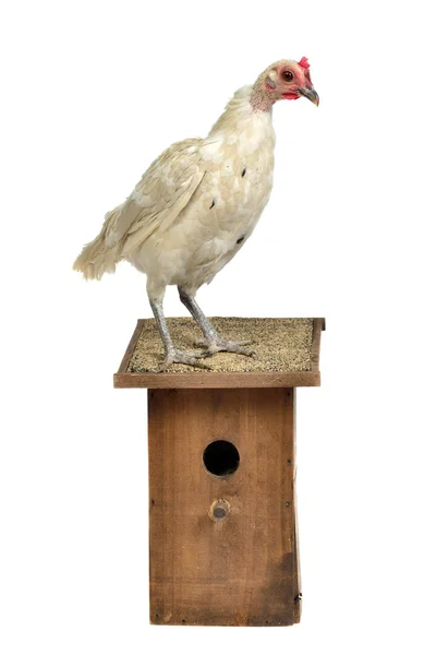 Pollo con casa de estornino — Foto de Stock