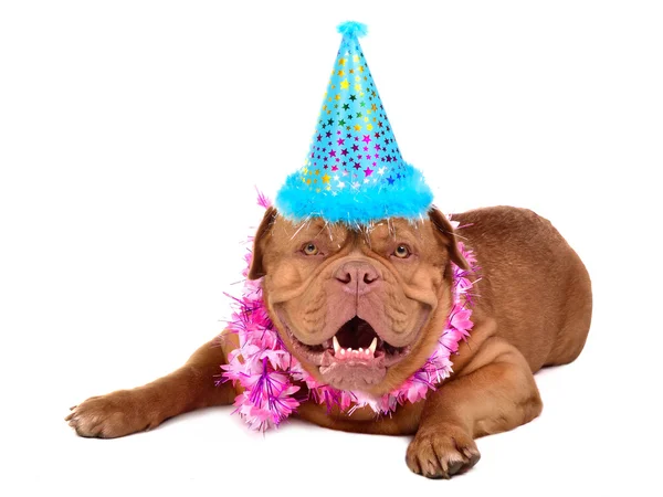 French Mastiff cachorro con cono de fiesta —  Fotos de Stock